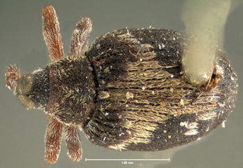 Media type: image;   Entomology 33996 Aspect: habitus dorsal view